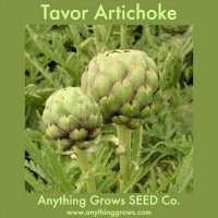 Artichoke- Tavor - Organic